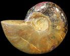 Cleoniceras Ammonite Fossil - Madagascar #44487-1